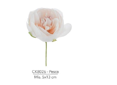  Ranuncolo Aperto color Cipria 5x13cm - 12 Pezzi